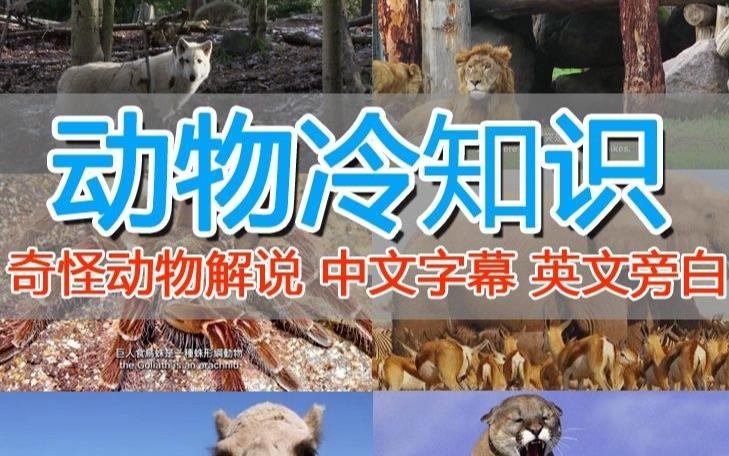 外面卖1699的国外纪录片解说（动物解说、美食、动画片）稳过中视频-木石资源网